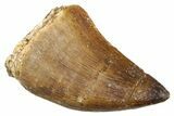 Fossil Mosasaur (Thalassotitan) Tooth - Morocco #374554-1